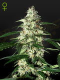 Skunk Auto Cannabissamen von Green House Seed Co., kompakte Autoflower mit süß-fruchtigem Aroma und schneller Blüte – nur für Sammlung und Souvenir