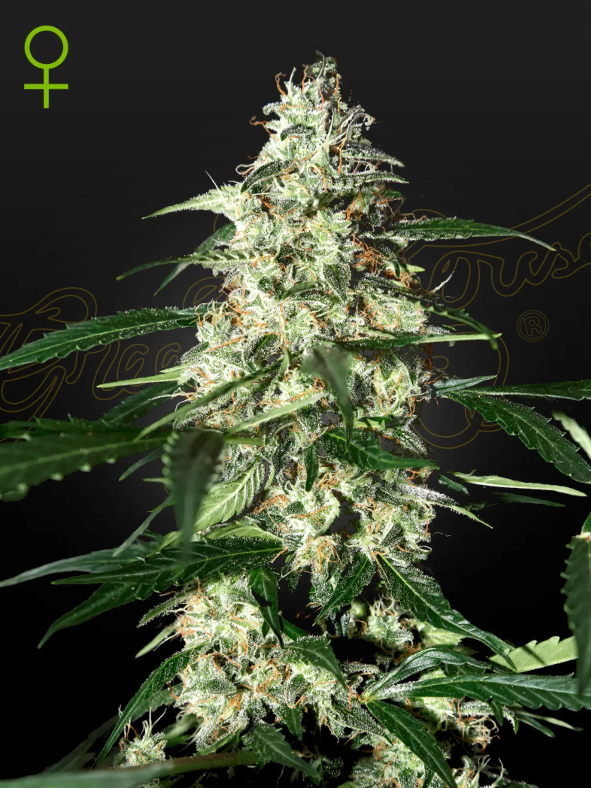 Skunk Auto Cannabissamen von Green House Seed Co., kompakte Autoflower mit süß-fruchtigem Aroma und schneller Blüte – nur für Sammlung und Souvenir