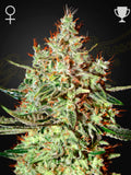 rain Wreck von Green House Co. – feminisierte Hybrid-Sorte mit 21,7 % THC, Zitrus-Menthol-Aroma und hohen Indoor-/Outdoor-Erträgen.