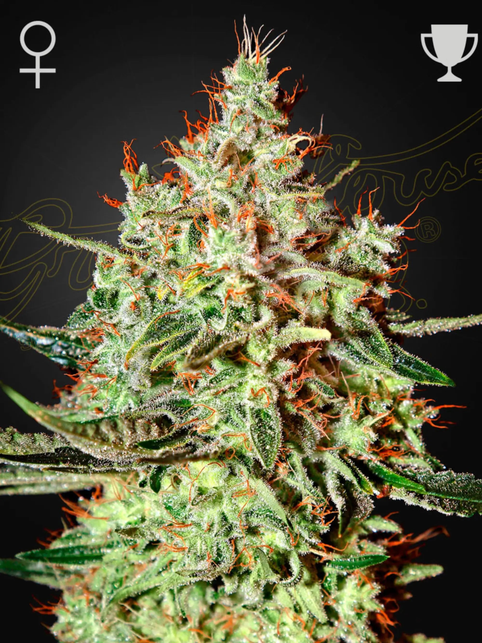 rain Wreck von Green House Co. – feminisierte Hybrid-Sorte mit 21,7 % THC, Zitrus-Menthol-Aroma und hohen Indoor-/Outdoor-Erträgen.