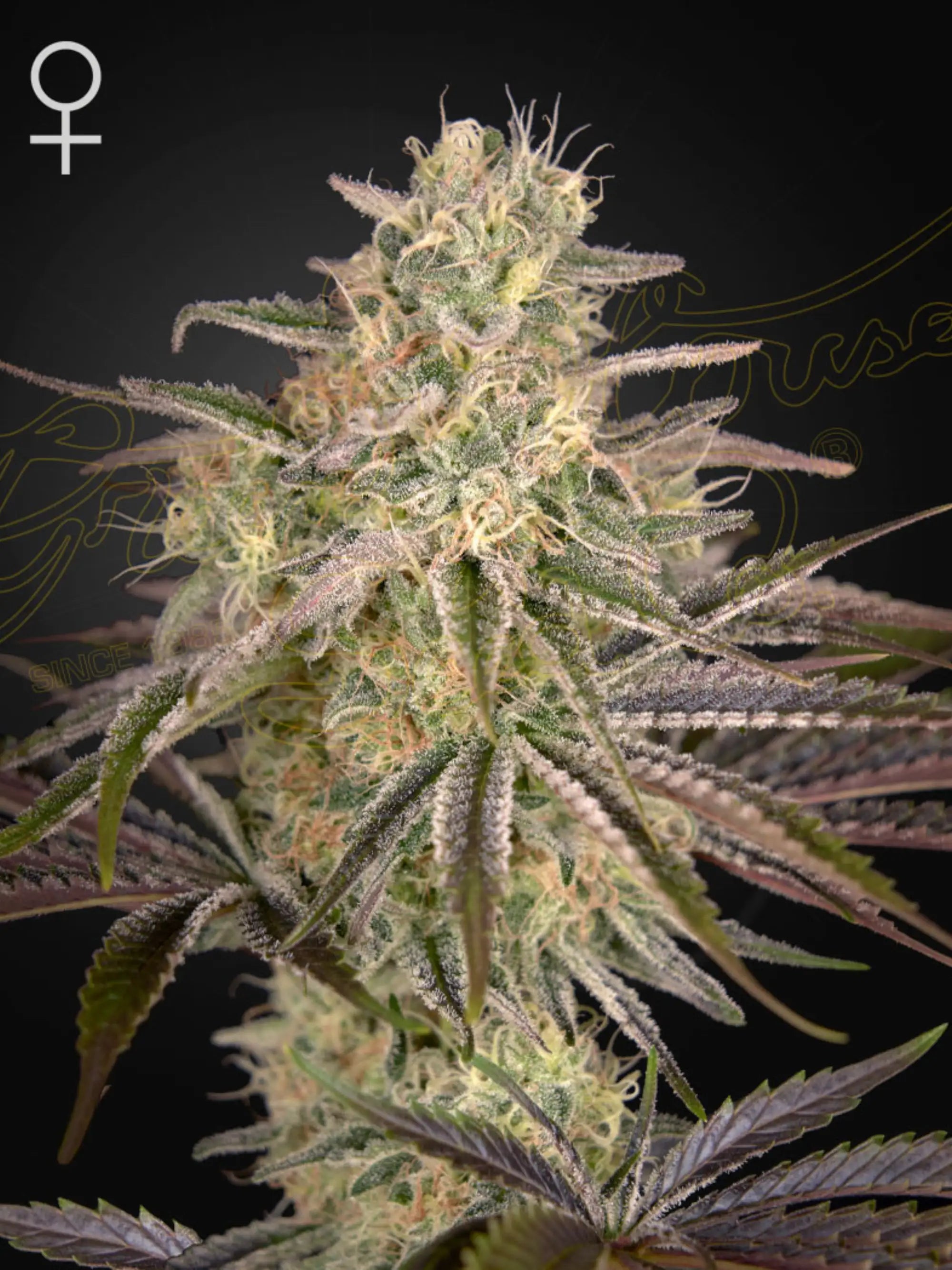 Cloud Walker Cannabissamen von Green House Seed Co. – Punta Roja x Mendo Breath Hybrid als Sammler- und Souvenirprodukt