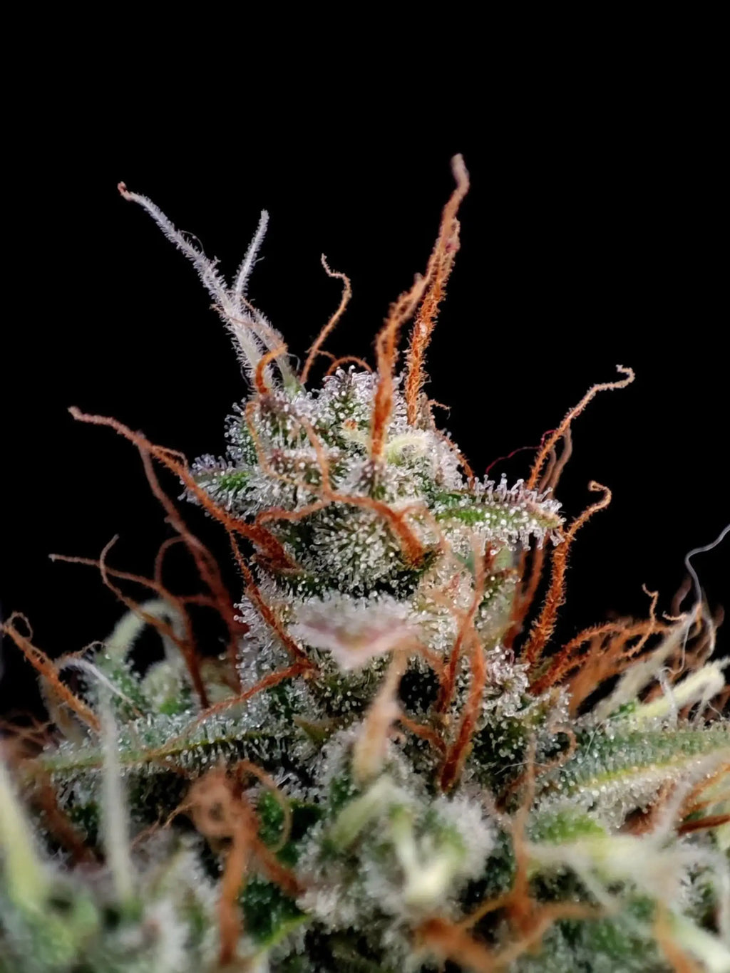 Guava Auto Autoflower mit intensivem tropischem Terpenprofil, süßem Fruchtaroma und kraftvoller Wirkung.