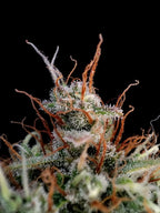 Guava Auto Autoflower mit intensivem tropischem Terpenprofil, süßem Fruchtaroma und kraftvoller Wirkung.