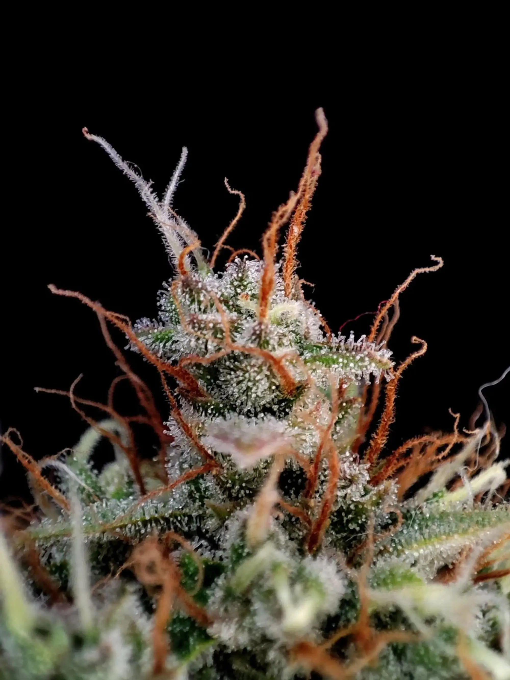 Guava Auto Autoflower mit intensivem tropischem Terpenprofil, süßem Fruchtaroma und kraftvoller Wirkung.