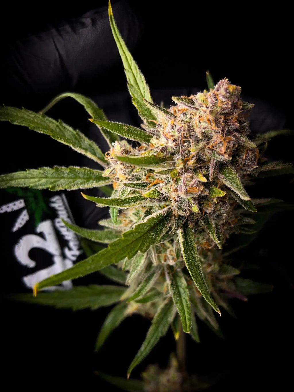 Autoflower Cannabissamen mit starker Harzproduktion, kompakter Struktur und ausgewogenem 50/50 Hybridprofil.