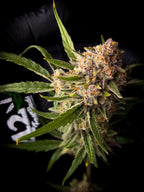 Autoflower Cannabissamen mit starker Harzproduktion, kompakter Struktur und ausgewogenem 50/50 Hybridprofil.