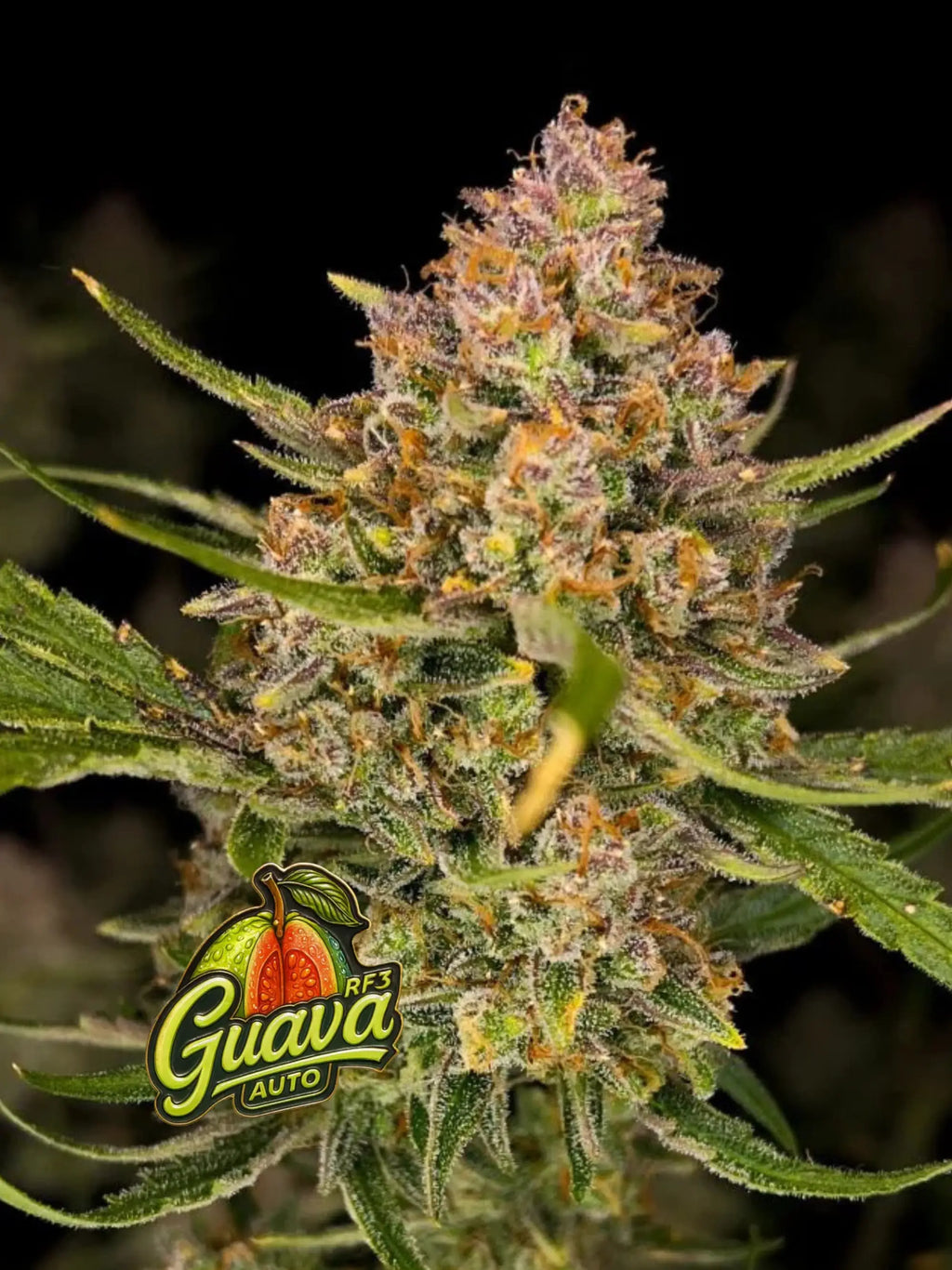 Guava Auto Cannabissamen mit bis zu 28 % THC, tropisch-fruchtigem Aroma und ausgewogener Hybridwirkung.