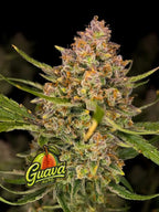 Guava Auto Cannabissamen mit bis zu 28 % THC, tropisch-fruchtigem Aroma und ausgewogener Hybridwirkung.