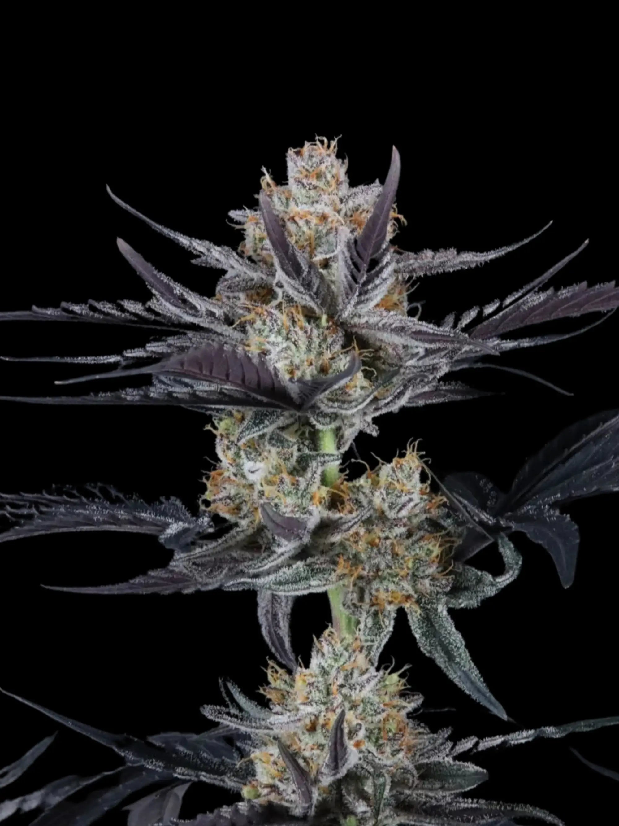 Autoflower Cannabissamen mit moderner Hybrid-Genetik, intensiver Terpenausprägung und ausgewogener Wirkung.