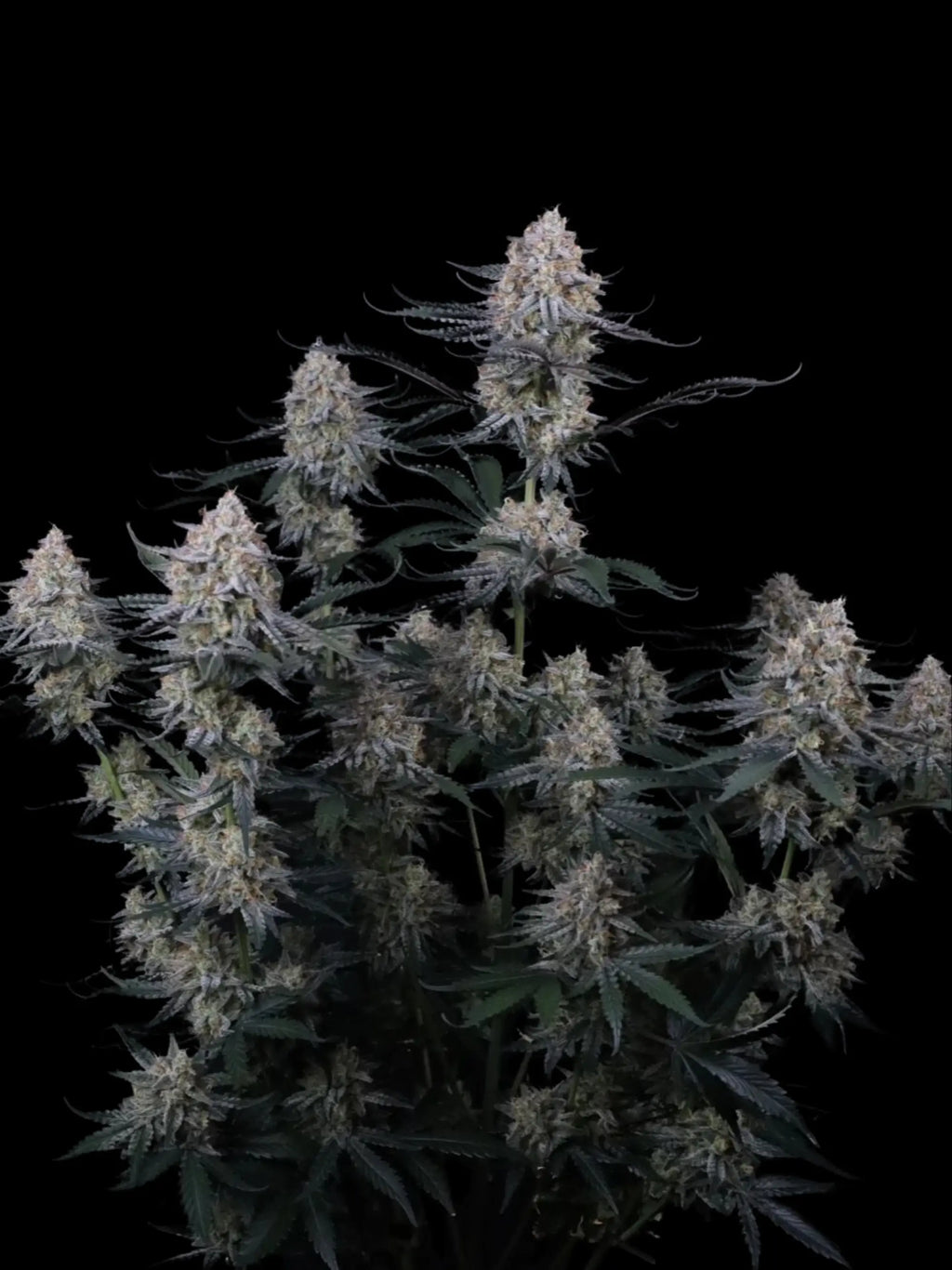 Guava Sundae Auto Cannabissamen mit ca. 25–28 % THC und cremig-fruchtigem Guava-Gelato Aroma.