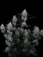Guava Sundae Auto Cannabissamen mit ca. 25–28 % THC und cremig-fruchtigem Guava-Gelato Aroma.