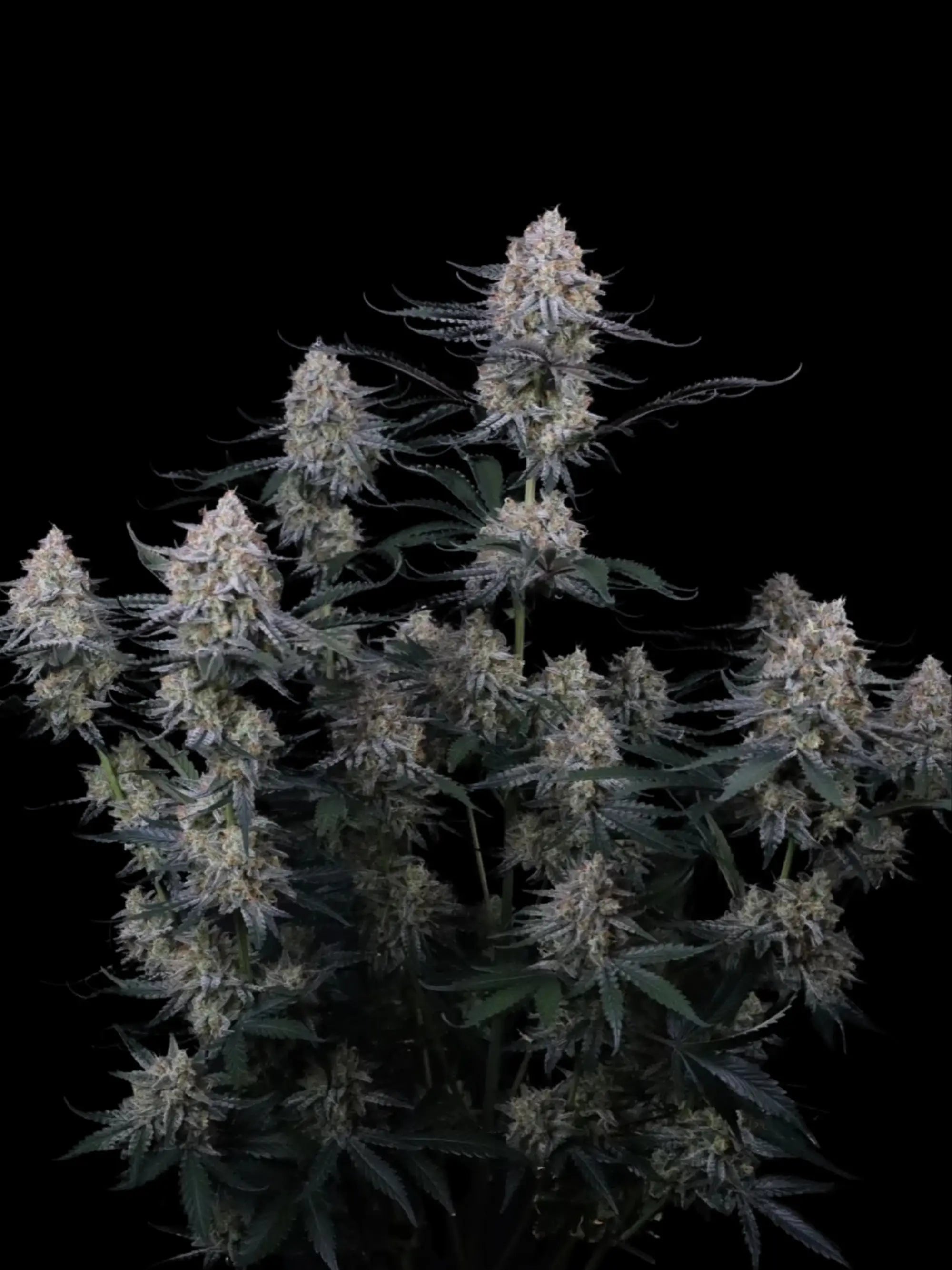 Guava Sundae Auto Cannabissamen mit ca. 25–28 % THC und cremig-fruchtigem Guava-Gelato Aroma.