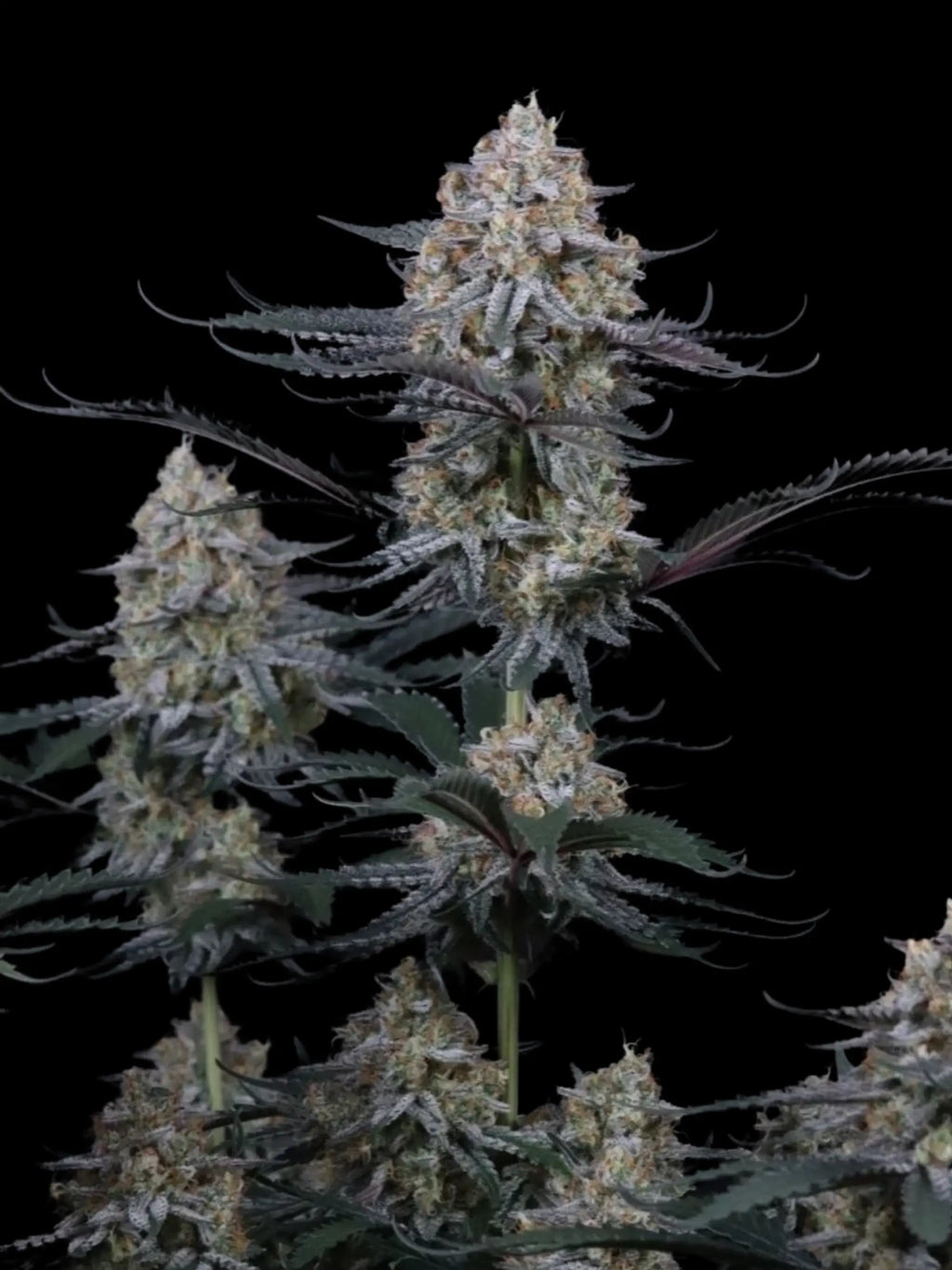 Autoflower Cannabissamen mit moderner F1-Genetik, intensiven Terpenen und ausgewogener Hybridwirkung.