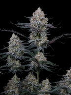 Autoflower Cannabissamen mit moderner F1-Genetik, intensiven Terpenen und ausgewogener Hybridwirkung.
