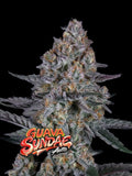 Guava Sundae Auto Cannabissamen mit ca. 25–28 % THC und cremig-fruchtigem Guava-Gelato Aroma.