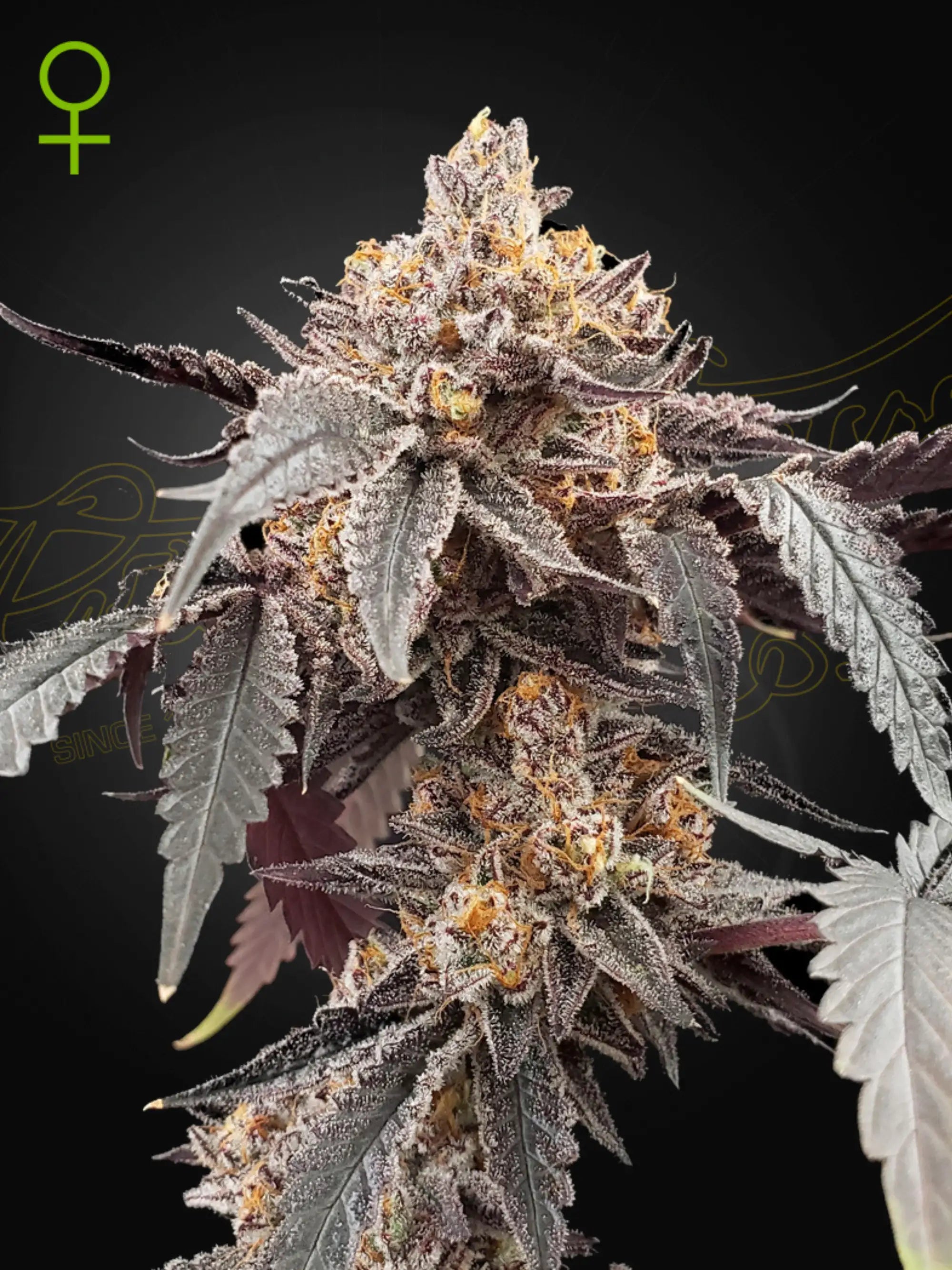 Guava × Gelato 41 Auto von Green House Seed Co. – exklusive Autoflower mit fruchtigem Guava-Aroma und cremiger Gelato-Note