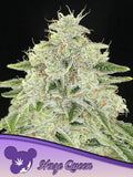 Haze Queen feminisierte Cannabissamen von Anesia Seeds zur Sammlung genetischer Vielfalt.