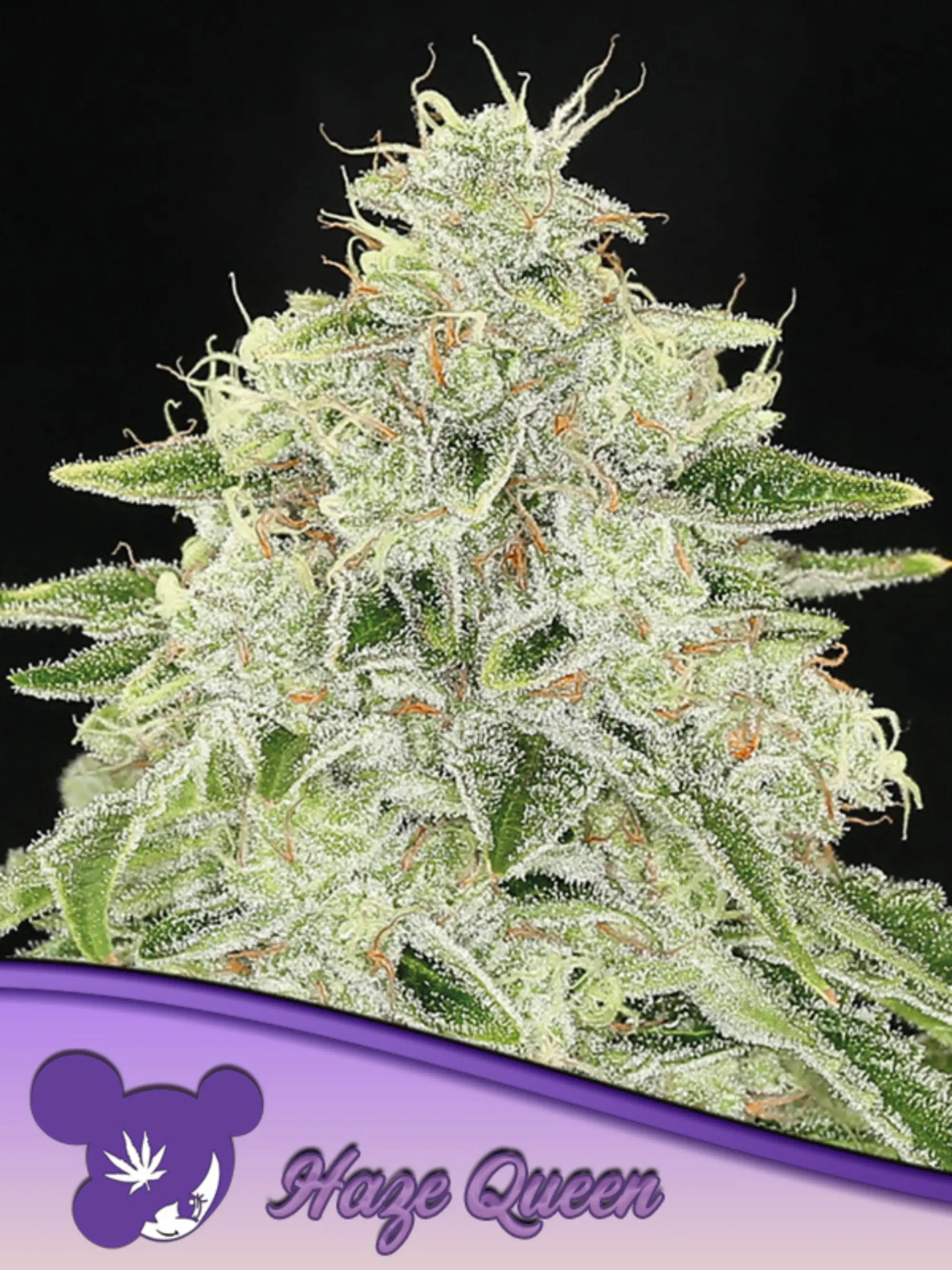 Haze Queen feminisierte Cannabissamen von Anesia Seeds zur Sammlung genetischer Vielfalt.