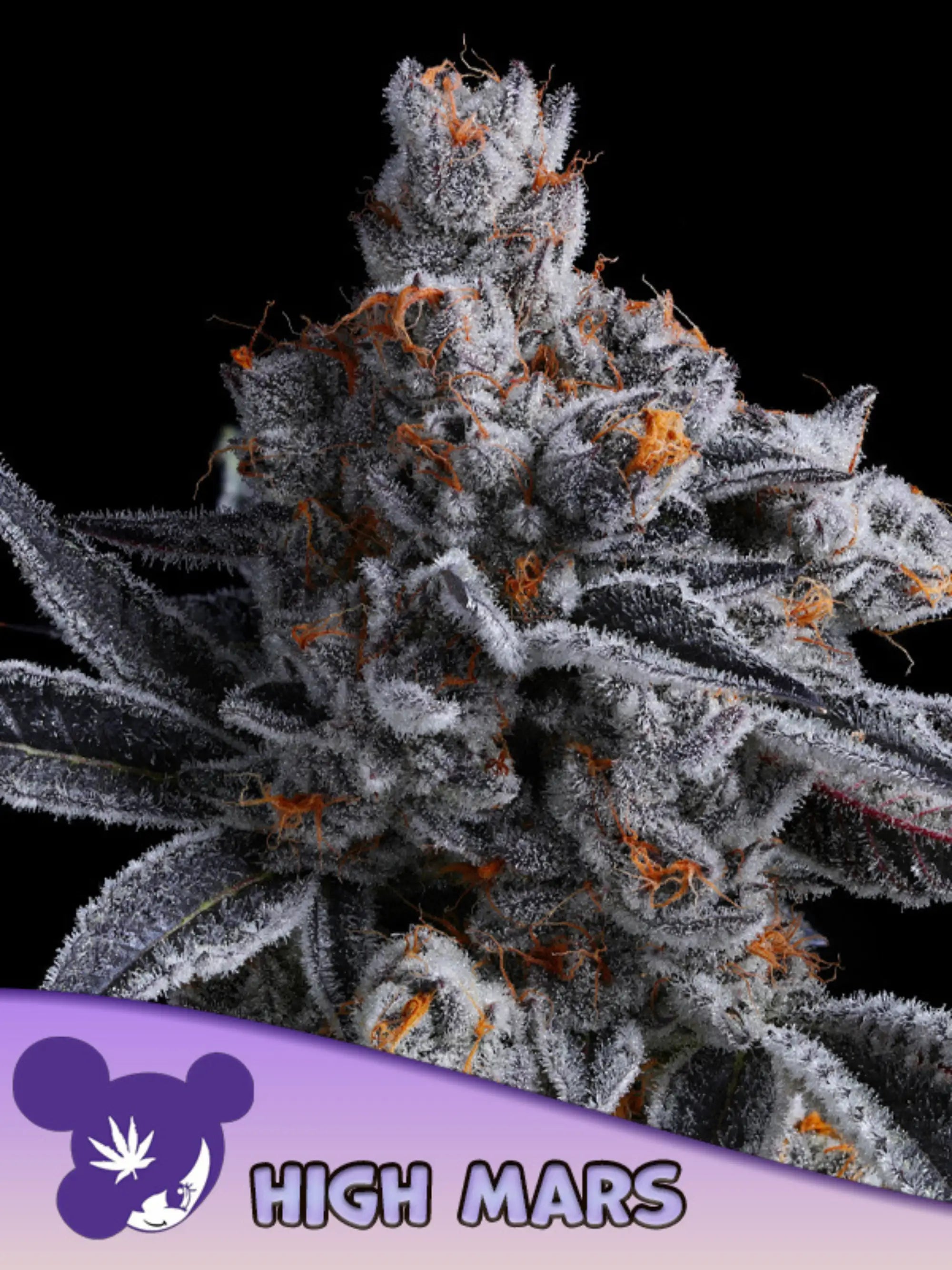 High Mars von Anesia Seeds – Sativa-dominanter Hybrid (Lost Tribe x Bombsicle) mit fruchtigem Erdbeeraroma, bis zu 36% THC, massiven frostigen Buds und starker Wirkung