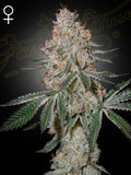 HighCloudZ Samen von Green House Seed – Sativa-dominante Hybride aus Watermelon Zkittlez × Cloud Walker, robuste Pflanzensamen für Indoor- & Outdoor-Anbau
