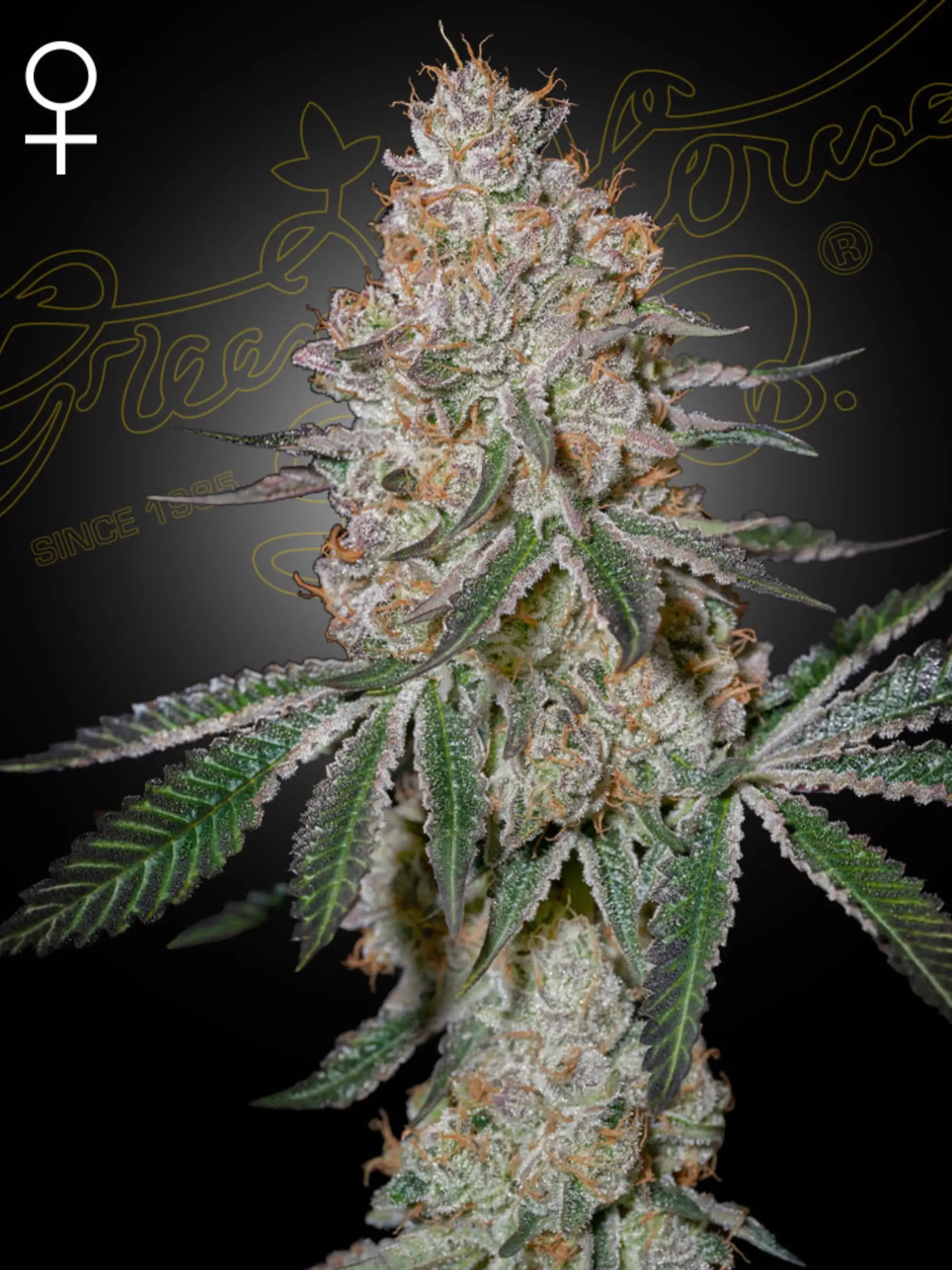 HighCloudZ Samen von Green House Seed – Sativa-dominante Hybride aus Watermelon Zkittlez × Cloud Walker, robuste Pflanzensamen für Indoor- & Outdoor-Anbau