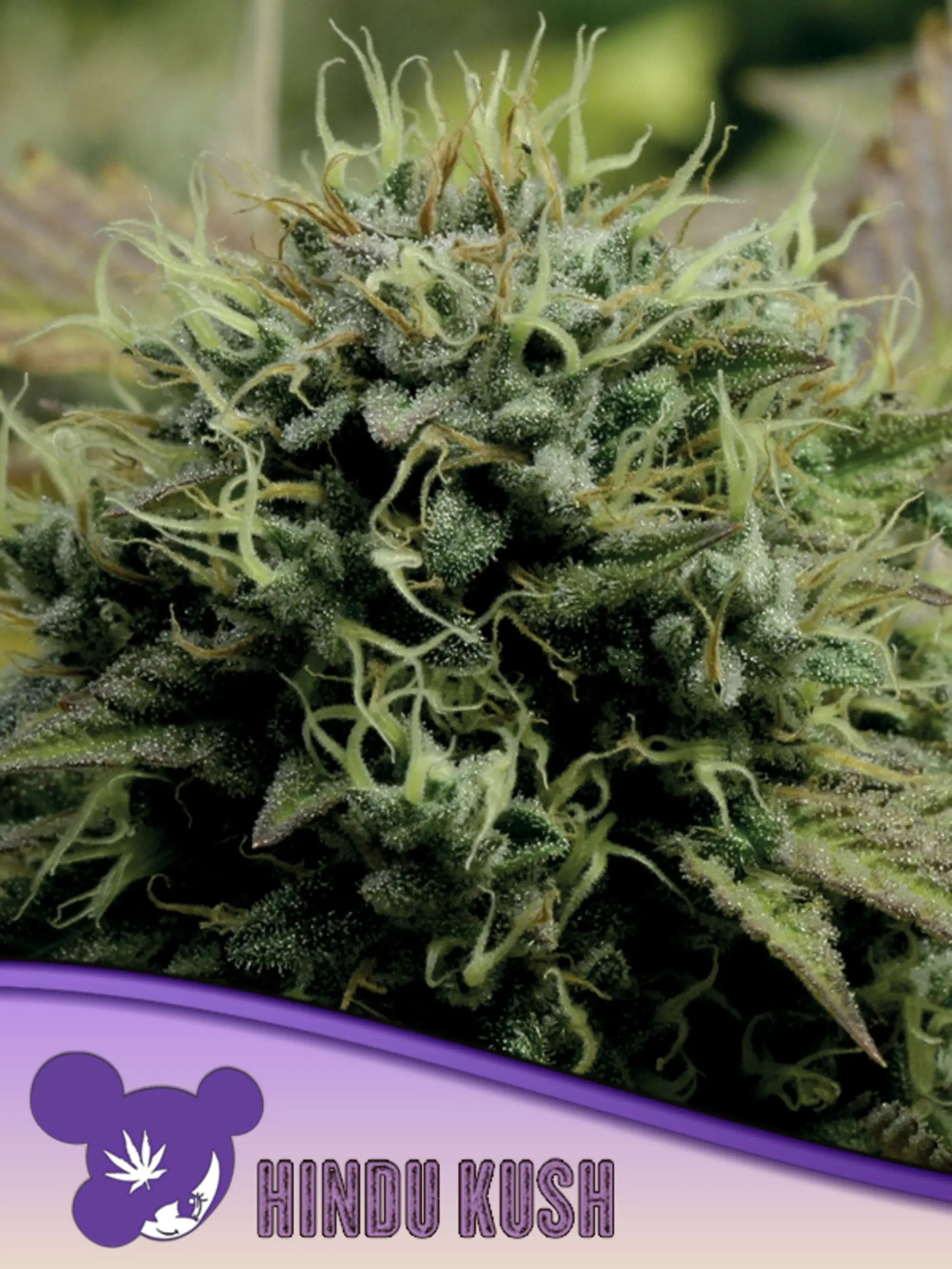 Hindu Kush Landrasse Cannabissamen von Anesia Seeds zur Sammlung und Erhaltung genetischer Vielfalt