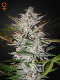 Holy Punch Cannabissamen von Green House Seed Co., feminisierte Hybrid-Sorte aus The Church x Grape mit fruchtigem Traubenaroma