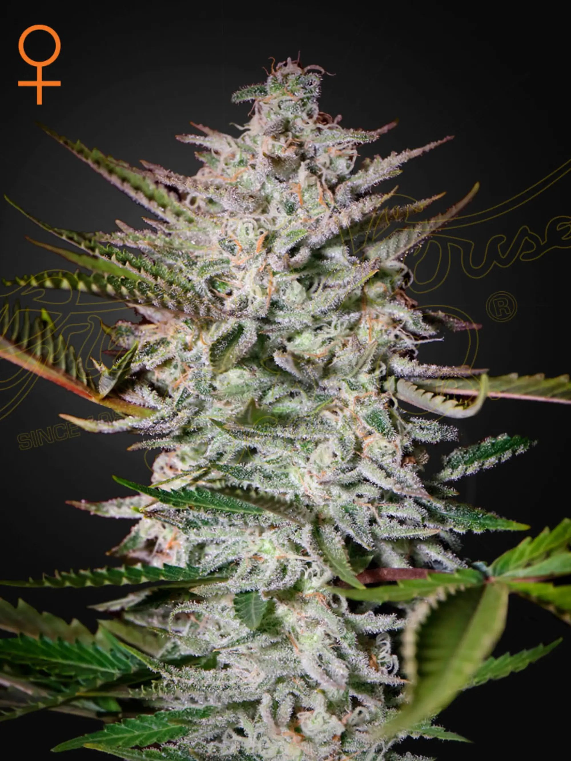 Holy Punch Cannabissamen von Green House Seed Co., feminisierte Hybrid-Sorte aus The Church x Grape mit fruchtigem Traubenaroma