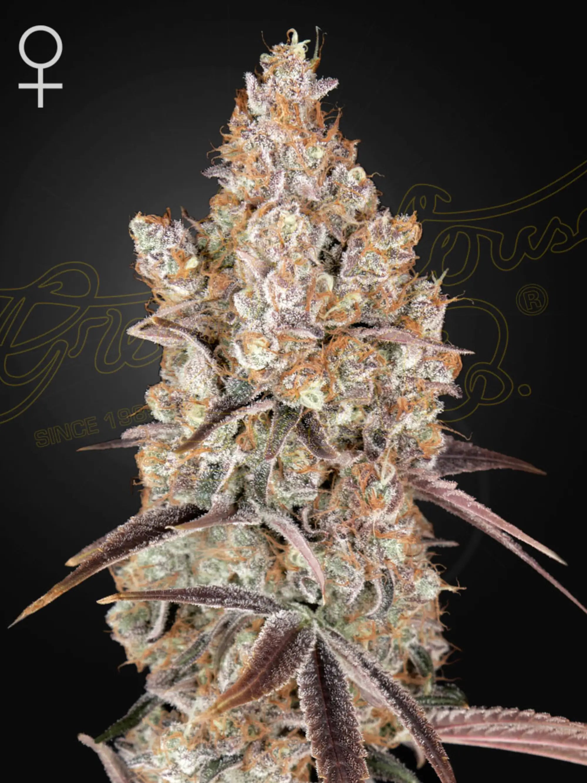 Holy Snow Samen von Green House Seed – Sativa-dominante Kreuzung aus Hawaiian Snow × Holy Punch, robuste Pflanzensamen für Indoor- & Outdoor-Anbau