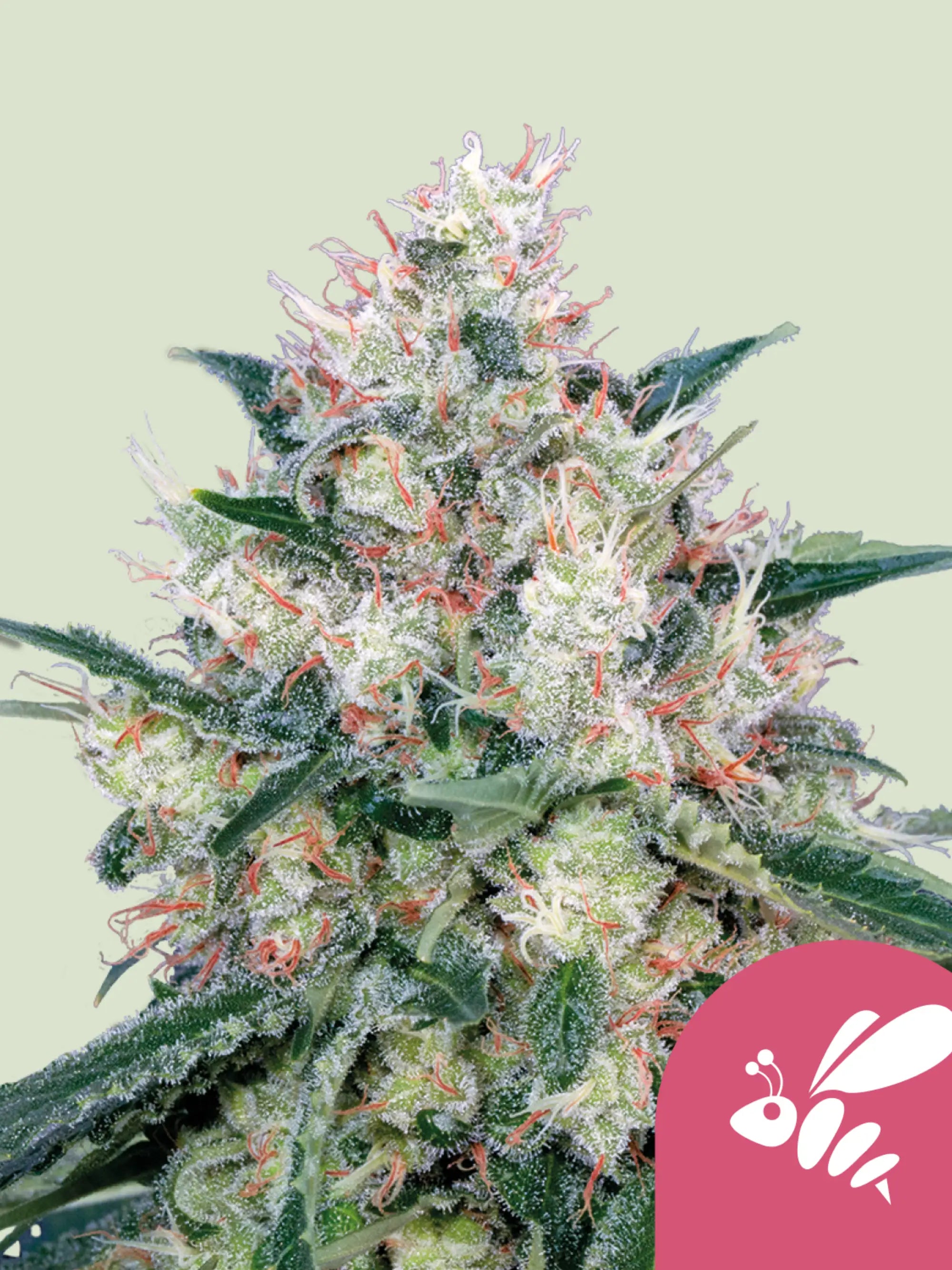 Honey Cream Cannabissamen von Royal Queen Seeds – süße Indica-Pflanze mit schneller Blüte und hoher Harzproduktion