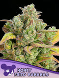Honey Fried Bananas von Green House Seed – 80% Indica Hybrid (Modified Bananas x Nana Junky) mit cremigem Bananen-Honig-Aroma, dichten Buds und extrem entspannender Wirkung