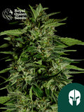 Hyperion F1 von Royal Queen Seeds – kraftvoller Autoflower F1 Hybrid mit 21 % THC, erdig-zitrusartigem Aroma und stabilem, hohem Wachstum.