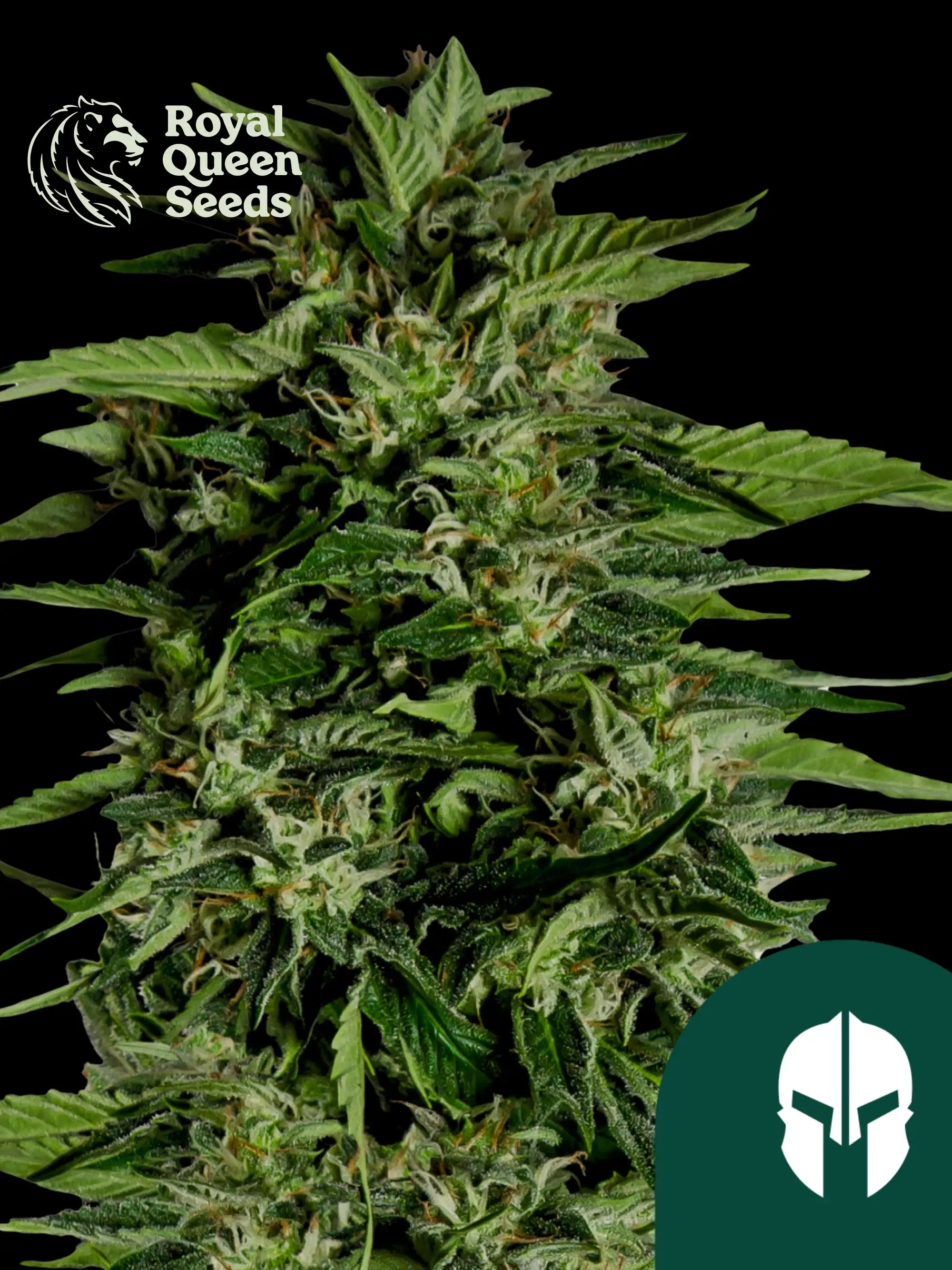 Hyperion F1 von Royal Queen Seeds – kraftvoller Autoflower F1 Hybrid mit 21 % THC, erdig-zitrusartigem Aroma und stabilem, hohem Wachstum.