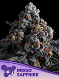 Indigo Sapphire Cannabissamen von Anesia Seeds – Sammler- und Souvenirartikel