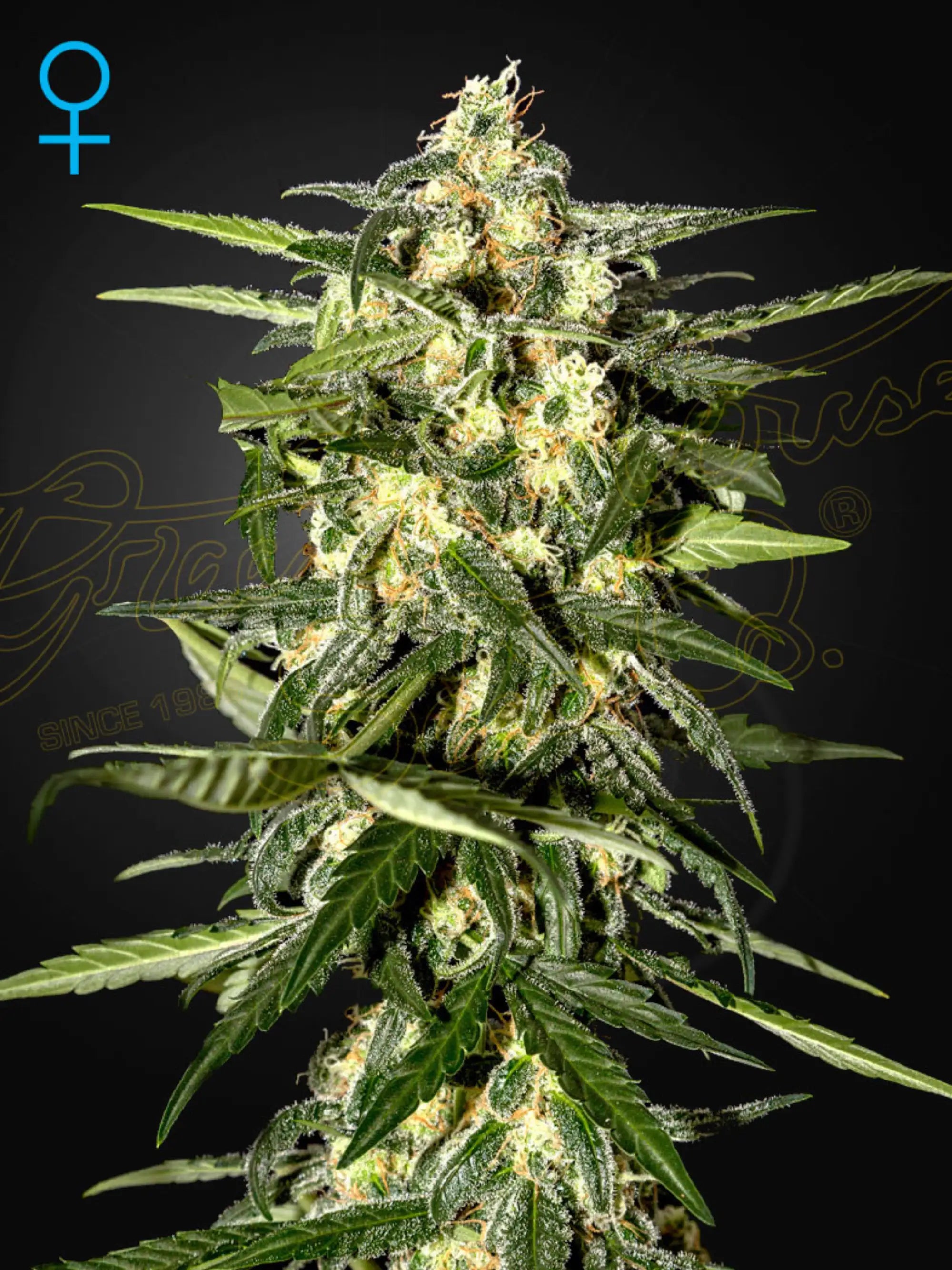 Jack Herer Auto von Green House Seed Co. – selbstblühende Version des Klassikers mit intensiven Haze- und Skunk-Aromen