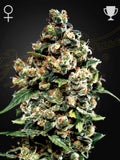 Jack Herer Cannabissamen – Hybrid aus Haze x Red Skunk mit harzreichen Buds, würzig-holzigem Aroma und ausgewogener Wirkung.