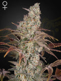 Jack’s Dream Cannabissamen aus Jack Herer x A.M.S., feminisierte Hybrid-Sorte mit kompakter Struktur und hoher Harzproduktion
