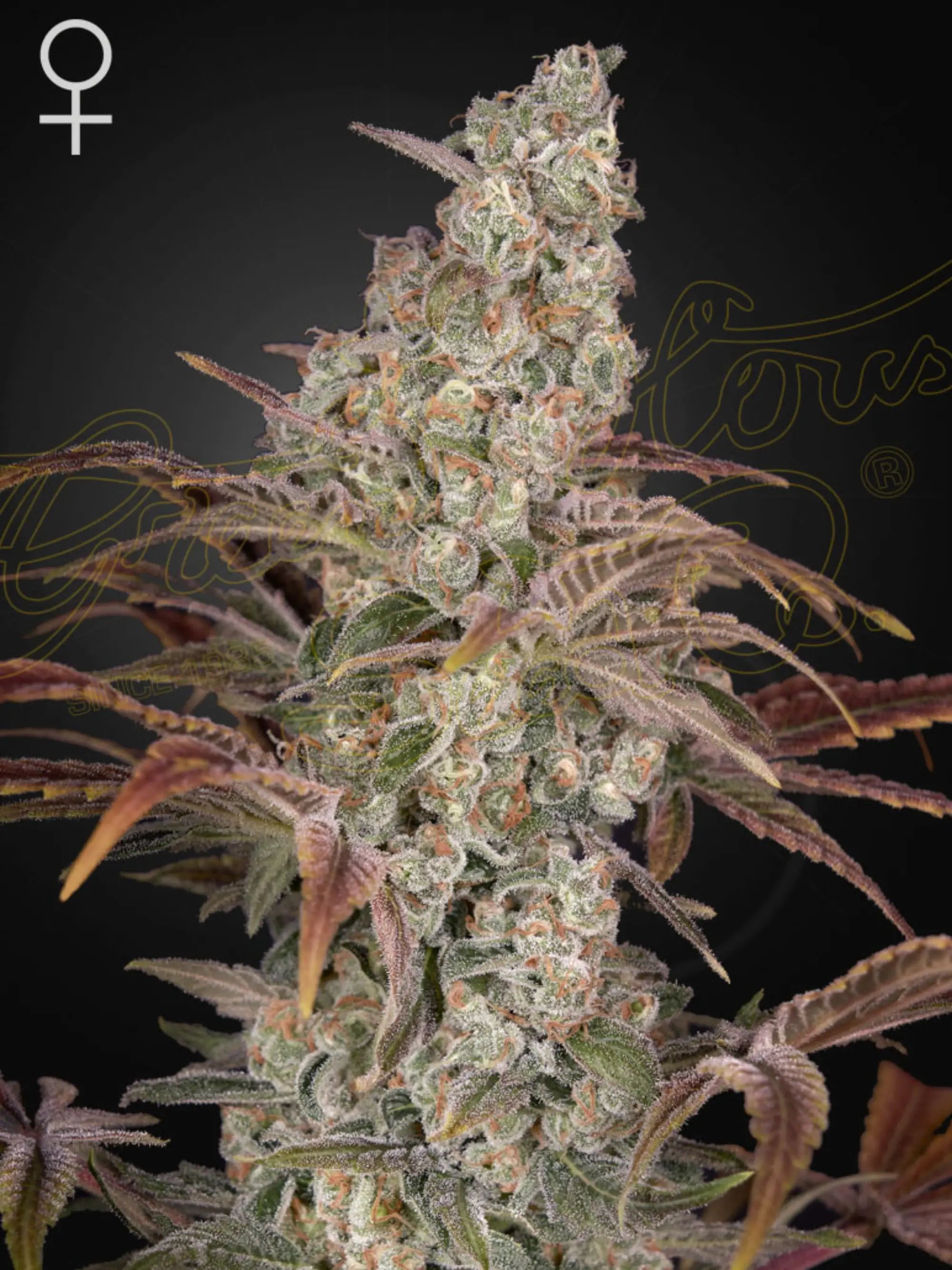 Jack’s Dream Cannabissamen aus Jack Herer x A.M.S., feminisierte Hybrid-Sorte mit kompakter Struktur und hoher Harzproduktion