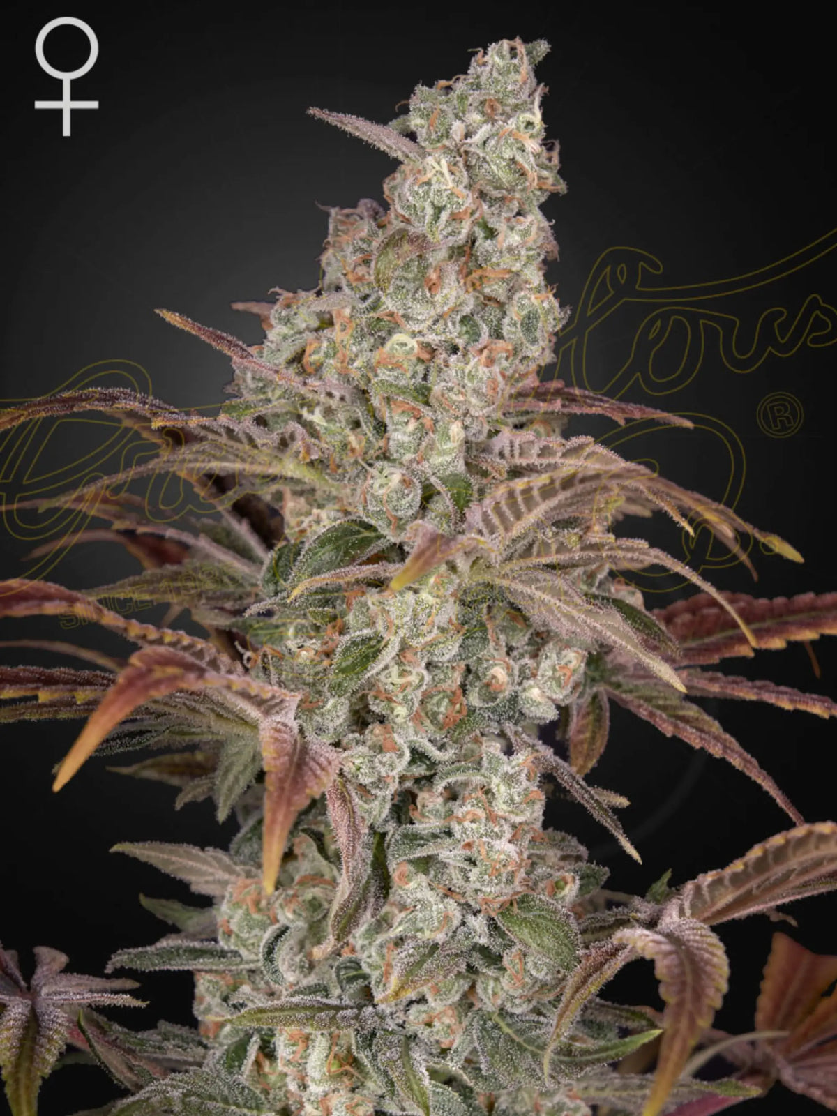 Jack's Dream feminisierte Cannabissamen, Green House Seed Co.