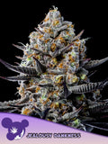 Jealousy Dankness feminisierte Cannabissamen von Anesia Seeds zur Sammlung genetischer Vielfalt.