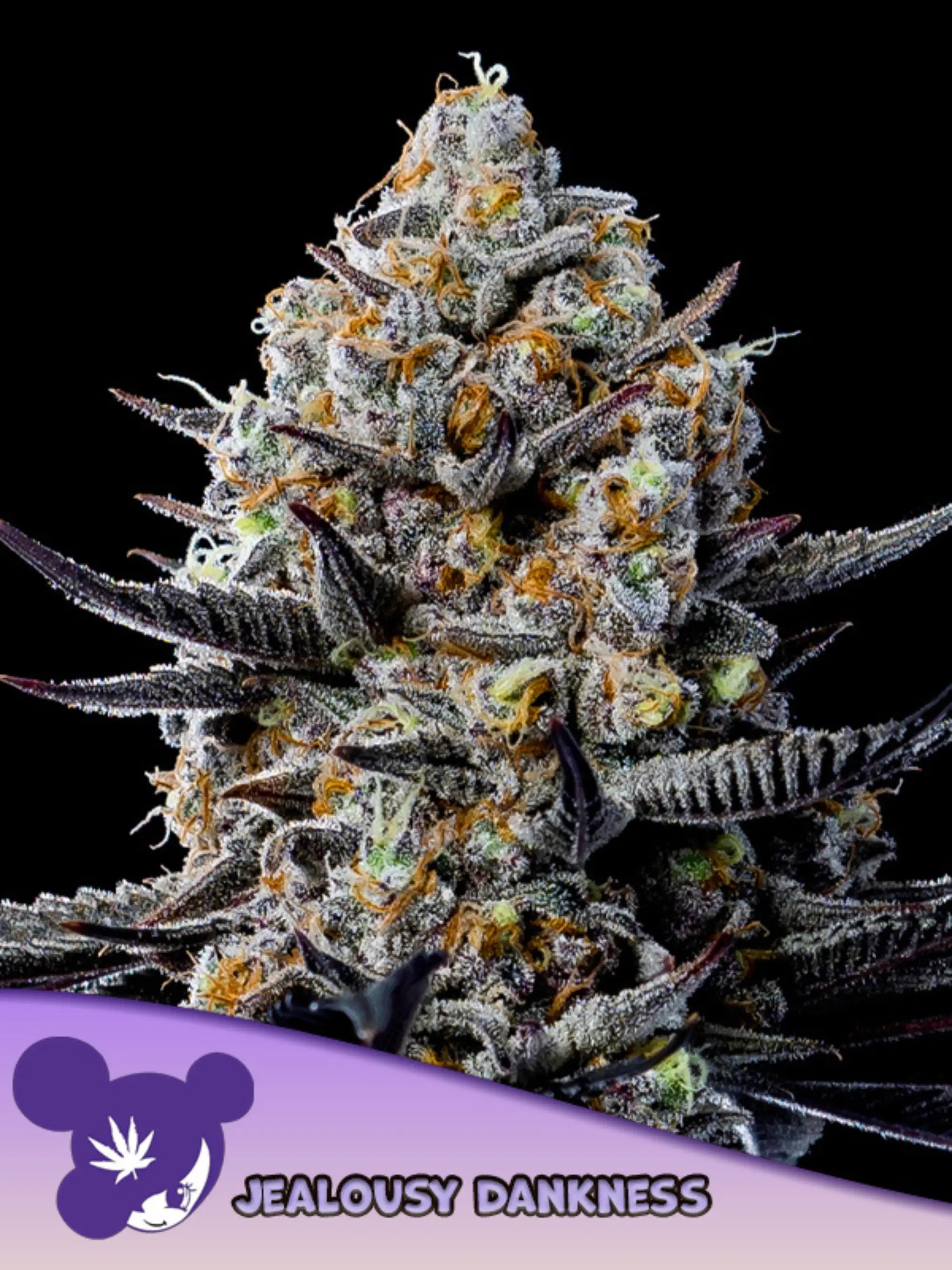 Jealousy Dankness feminisierte Cannabissamen von Anesia Seeds zur Sammlung genetischer Vielfalt.