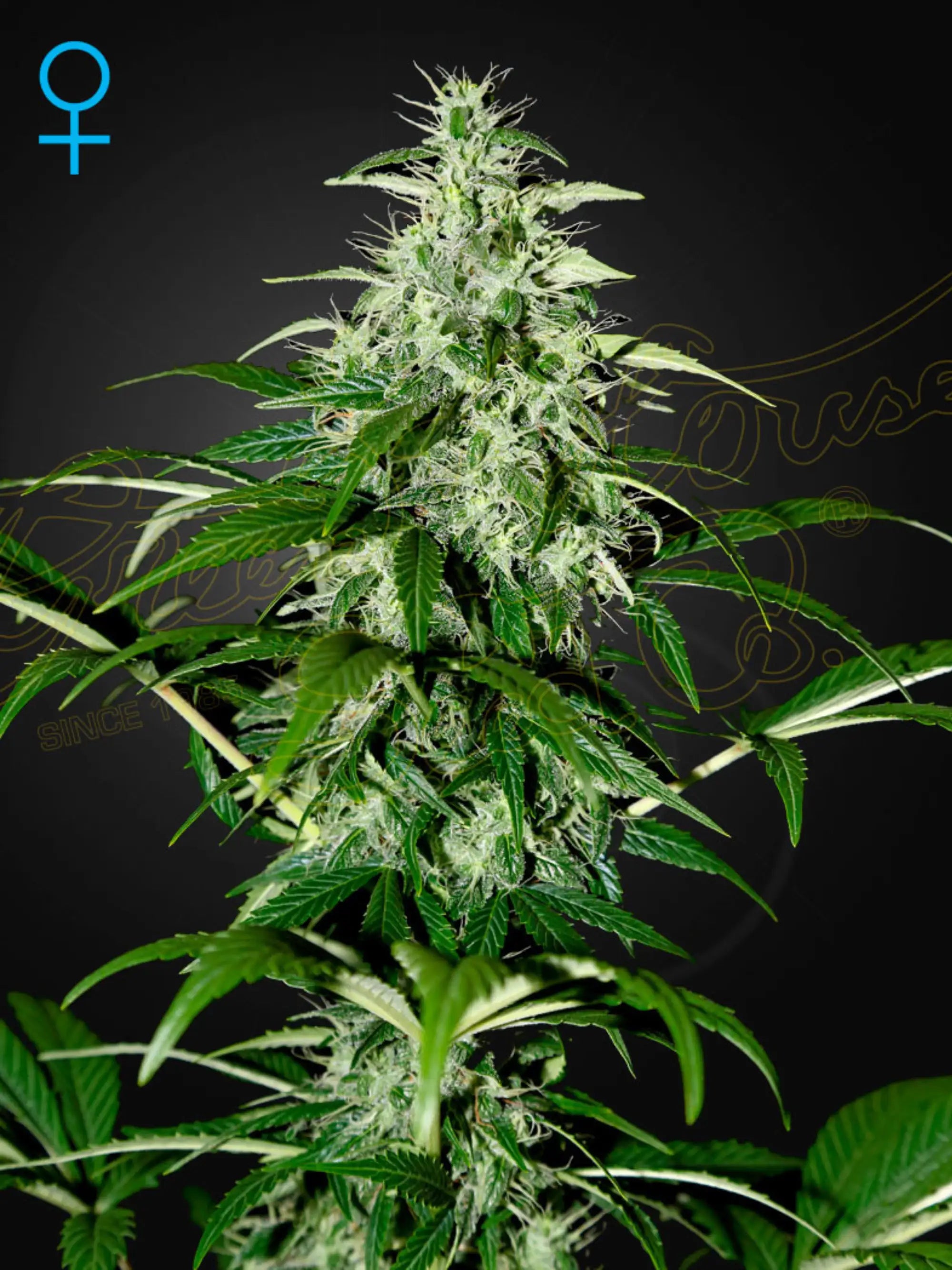 Kalashnikova Auto von Green House Seed Co. – kräftige Autoflower mit Skunk-, Northern Light- und El Niño-Genetik