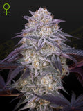 King’s Juice Auto von Green House Seed Co. – fruchtige Autoflower mit Mimosa, Orange Juice und King’s Kush Genetik
