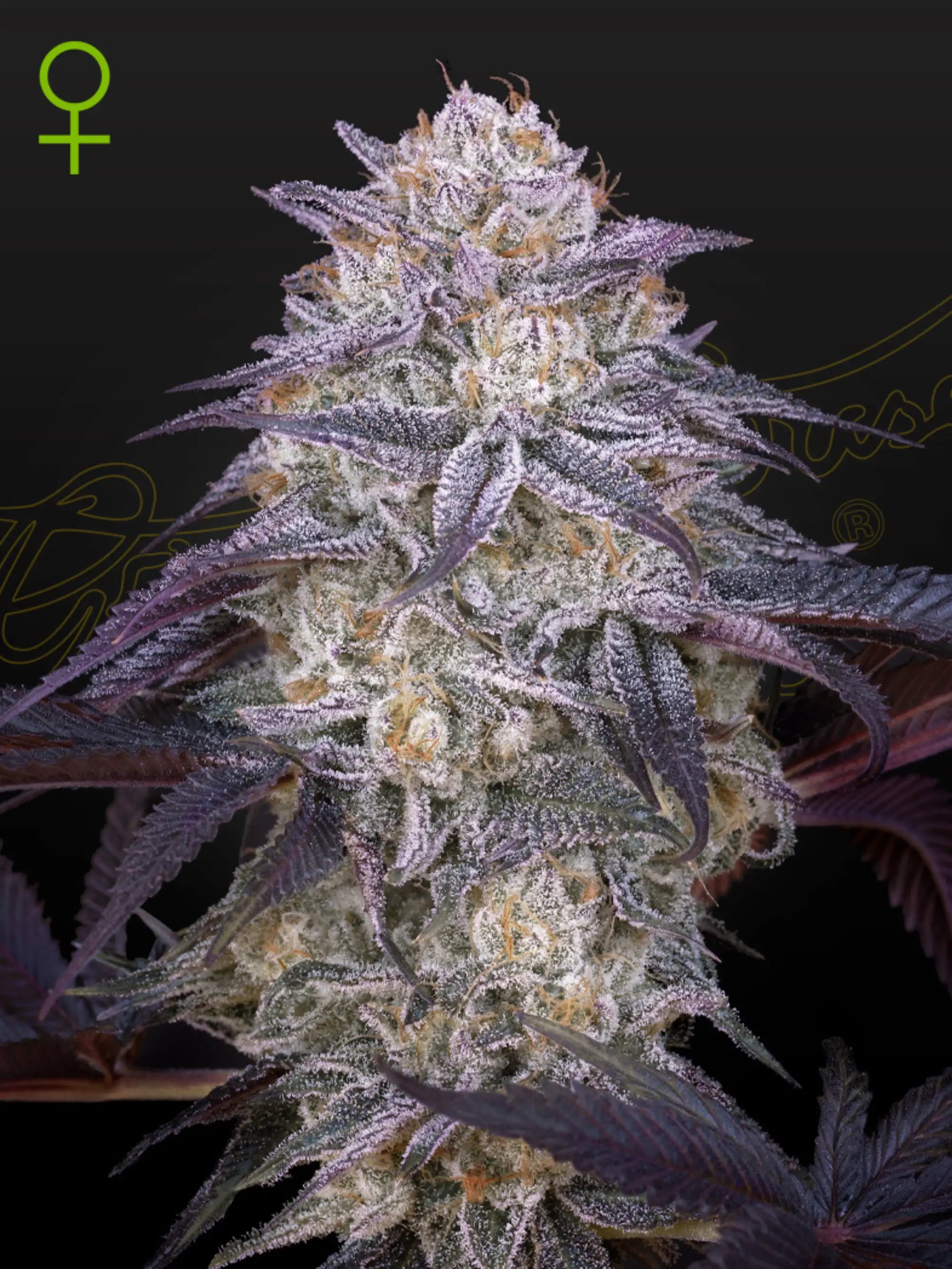 King’s Juice Auto von Green House Seed Co. – fruchtige Autoflower mit Mimosa, Orange Juice und King’s Kush Genetik