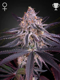 King’s Juice feminisierte Cannabissamen von Green House Seed Co., Hybrid aus Mimosa x King’s Kush mit floralem Zitrusaroma