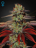 King’s Kush Auto Samen von Green House Seed Co. – robuste, kompakte Autoflower mit typischer Kush-Genetik