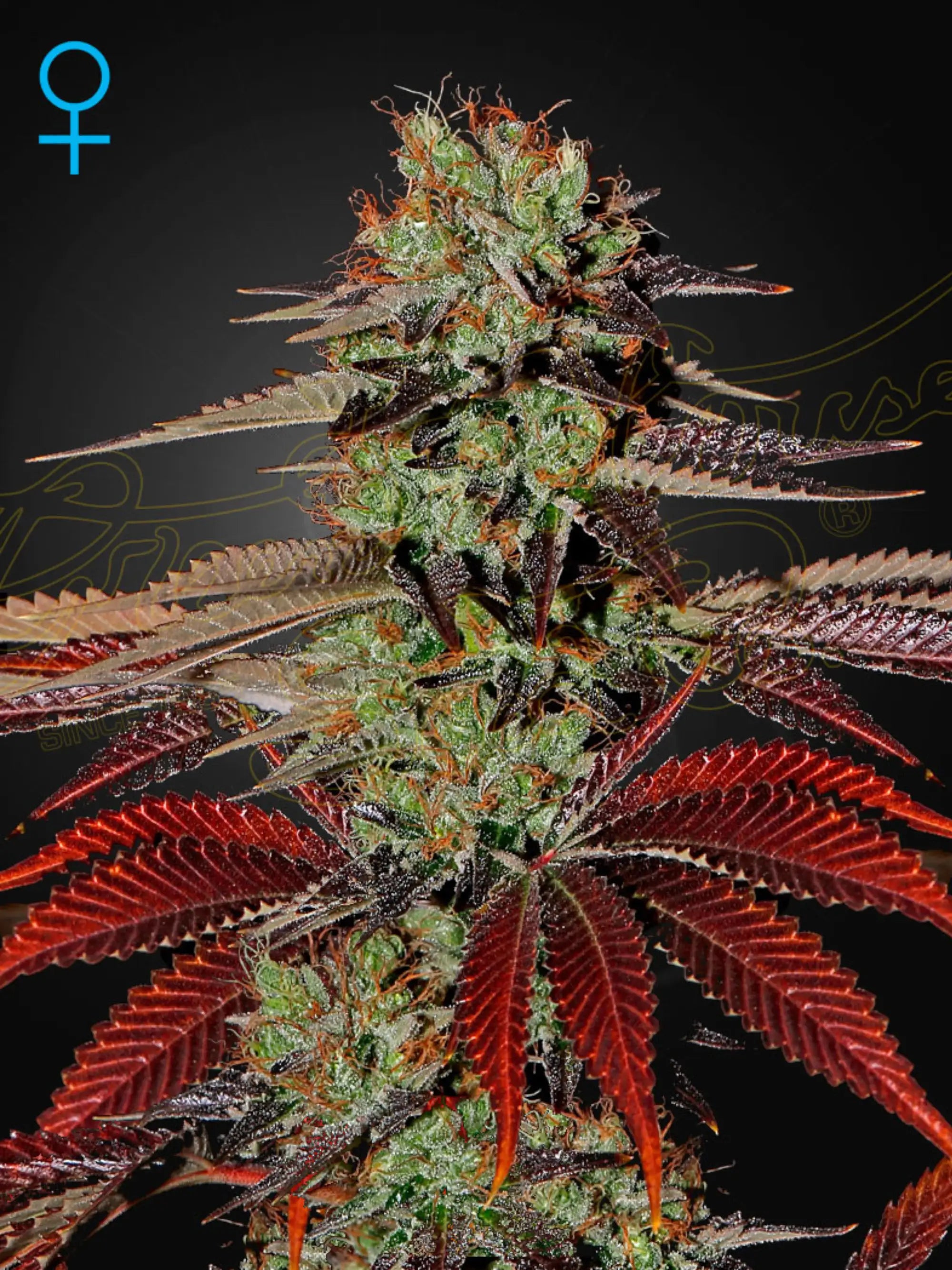 King’s Kush Auto Samen von Green House Seed Co. – robuste, kompakte Autoflower mit typischer Kush-Genetik