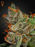 King’s Kush Cannabissamen von Green House Seed Co. – indica-dominanter Hybrid aus OG Kush und Grape