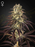 Kong’s Krush von Green House Seed Co. – indica-dominanter Hybrid (Banana Punch x Wonder Pie) mit süßen Bananen- und Zimtnoten, harzigen Buds und stark entspannendem High