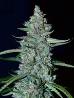 Autoflower Cannabissamen mit kompakter Struktur, stabiler Performance und schneller Blütezeit für vielseitigen Anbau.